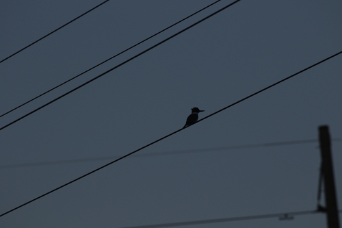 Belted Kingfisher