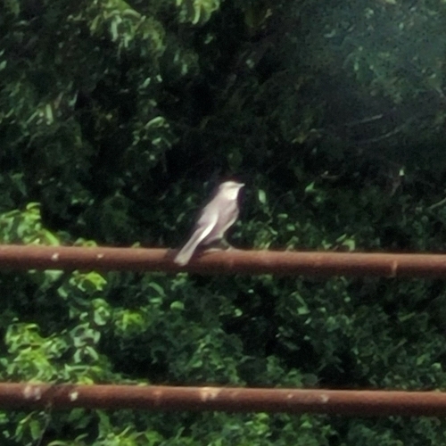 Northern Mockingbird