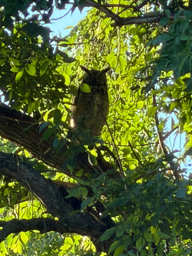 Great Horned Owl
