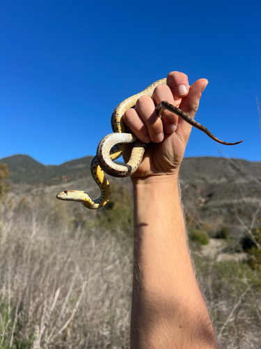 Gopher Snake