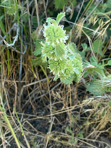 White Horehound
