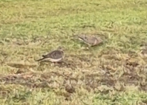 Mourning Dove