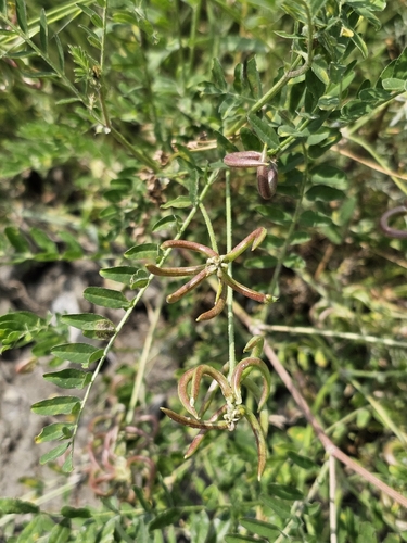 Astragalus hamosus, photograph 3