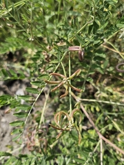 Astragalus hamosus, photograph author not stated, no rights reserved