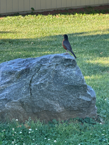 American Robin
