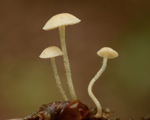 Flammulaster carpophilus
