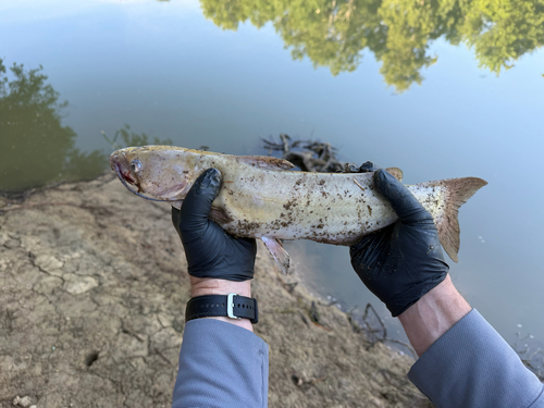 Channel Catfish