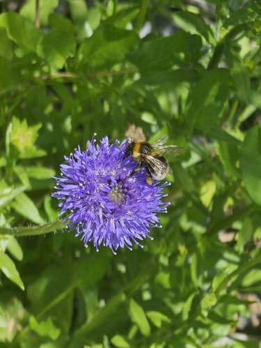 Garden Bumble Bee