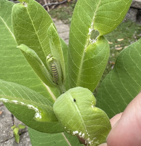 Monarch