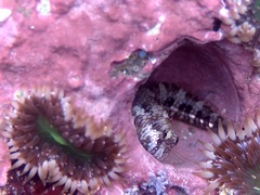 Reef Margin Blenny photo 2