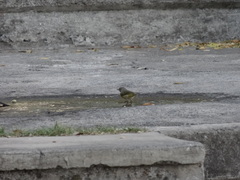 Leiothlypis ruficapilla