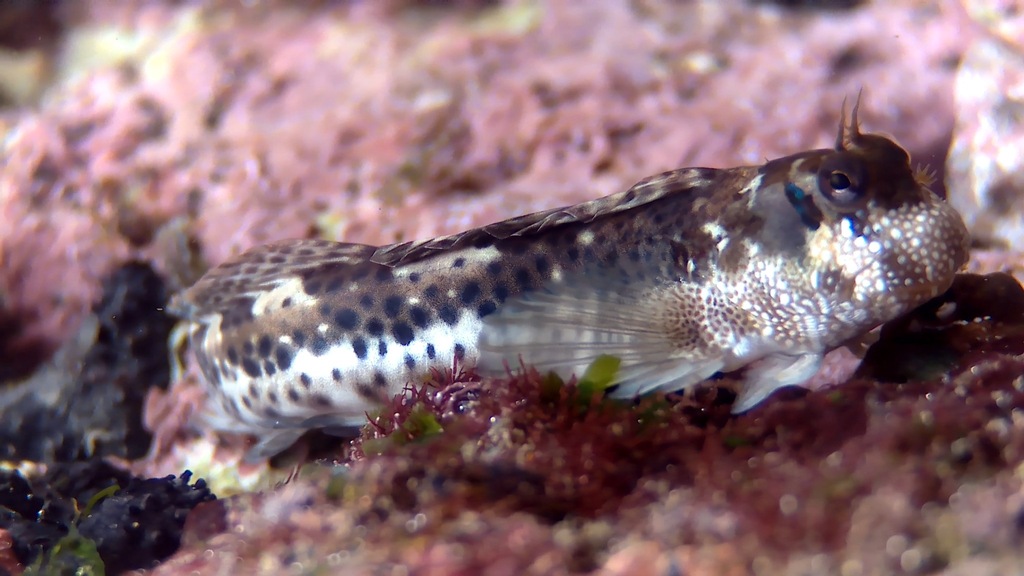 Blackspotted rockskipper (Entomacrodus striatus) — Blenniidae