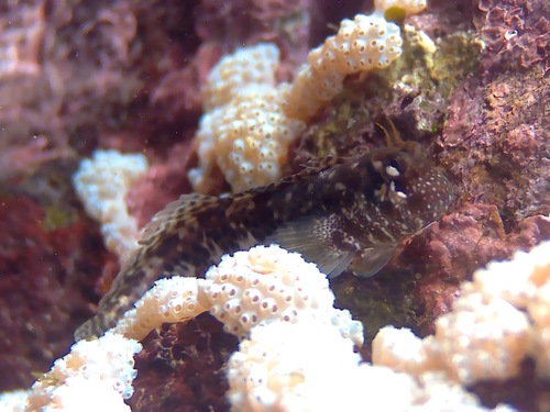 Blackspotted rockskipper (Entomacrodus striatus) — Blenniidae — 5