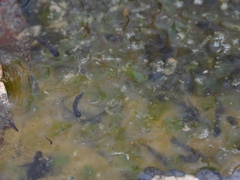 Oophila amblystomatis