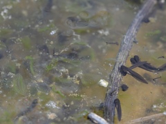 Oophila amblystomatis