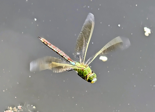 Anax empereur