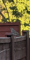 Turdus viscivorus