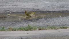 Leiothlypis ruficapilla