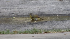 Leiothlypis ruficapilla