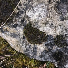 Schistidium rivulare