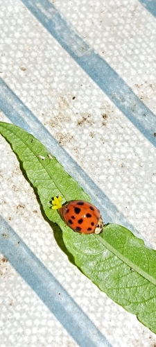 Asiatischer Marienkäfer