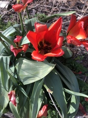 Tulipa