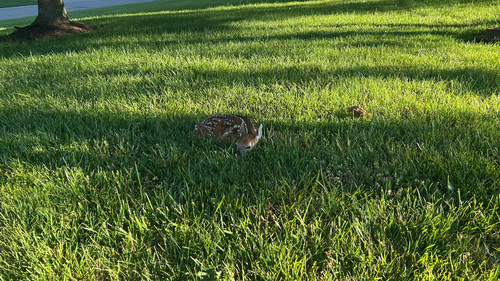 White-tailed Deer