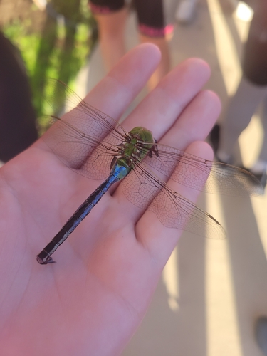 Common Green Darner