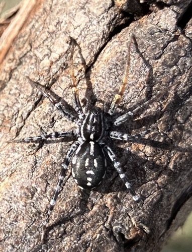 Spotted Ground Swift Spider