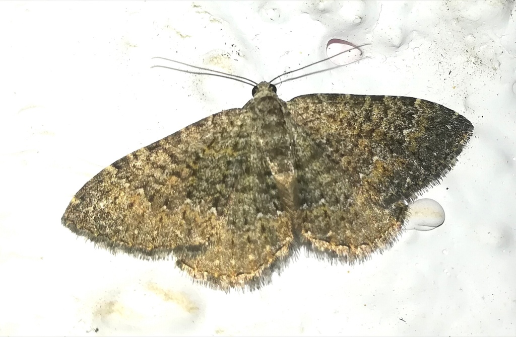Cataclysme uniformata
