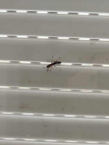 Yellow-legged Mud-dauber Wasp