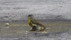 Leiothlypis ruficapilla