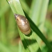 Stebėjimo nuotrauka