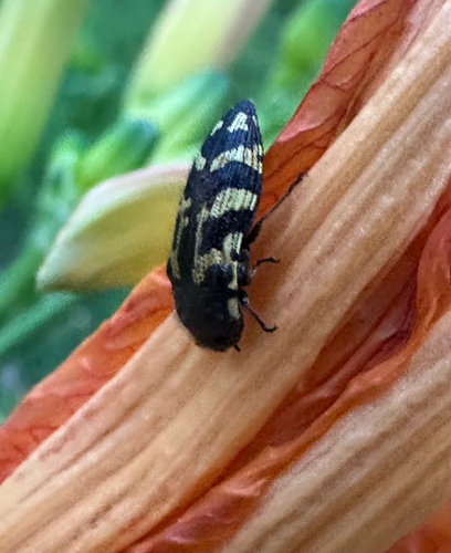 Acmaeodera mixta