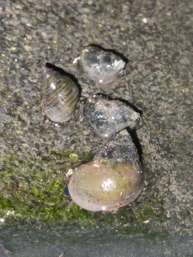 Acute Bladder Snail · หอยคันเวียนซ้าย