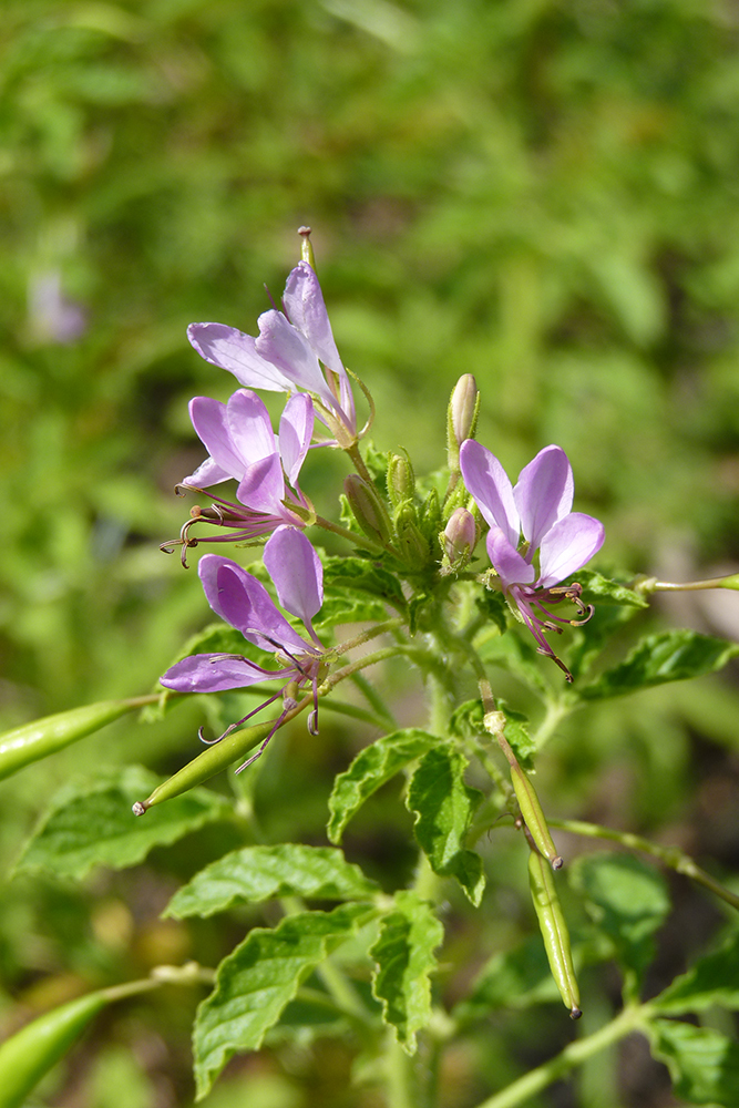 Cleome titubans
