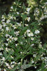 Colletia paradoxa