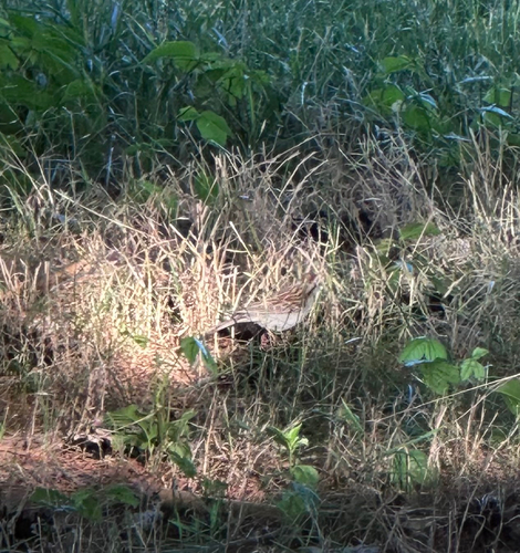 Chipping Sparrow