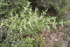 Colletia paradoxa