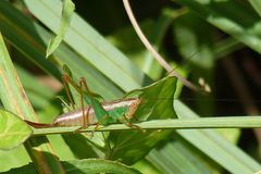 Conocephalus cinnamonifrons