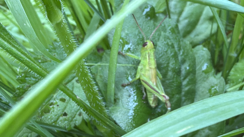 Two-striped Grasshopper