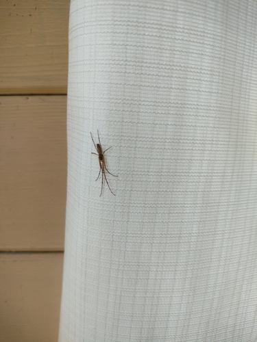 Blunt Stretch Spider