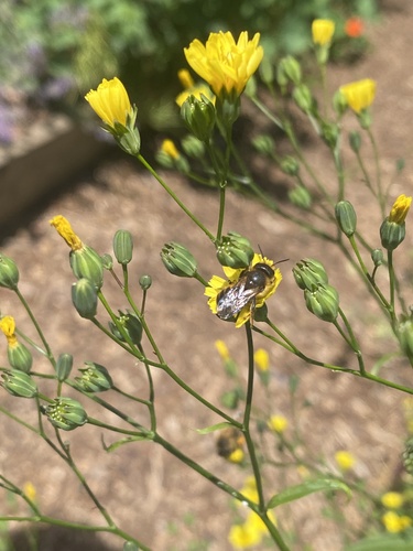 Orange-vented Mason Bee