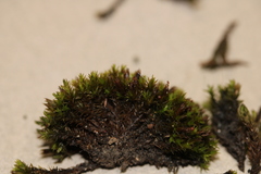 Schistidium rivulare