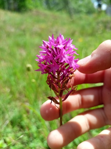 pyramidal orchid