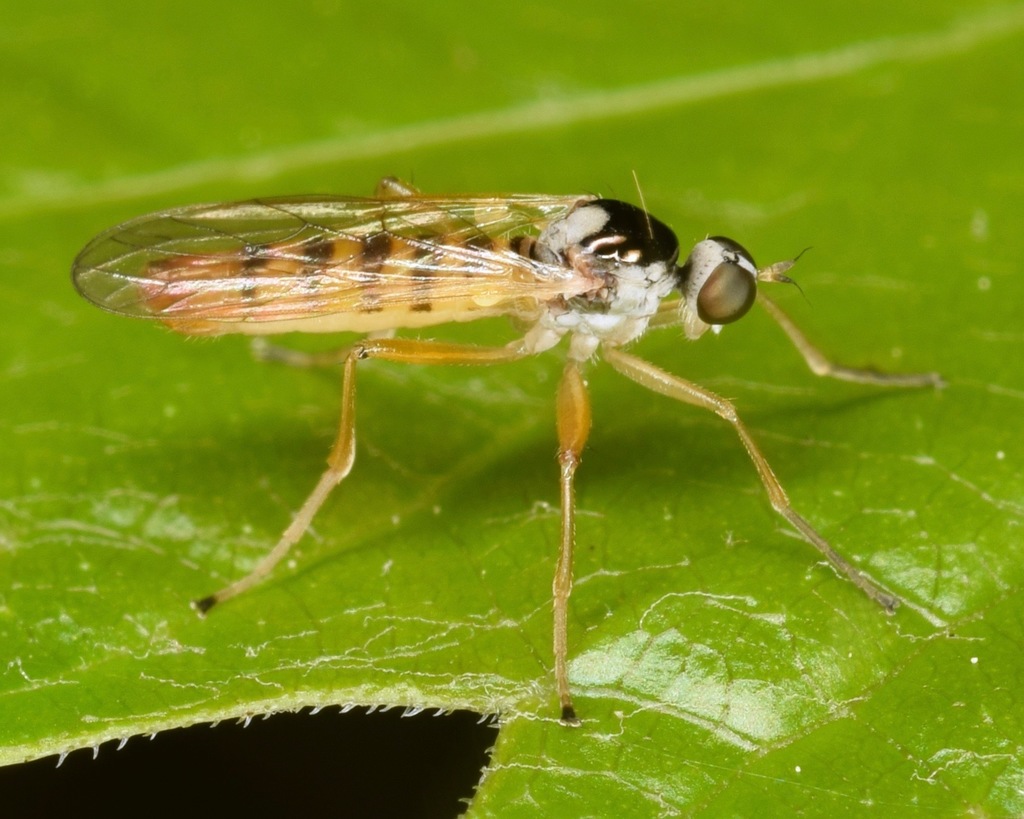 Brachystoma