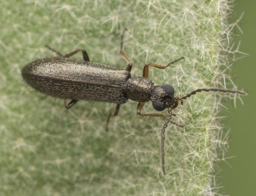 Bleischwarzer Wollhaarkäfer
