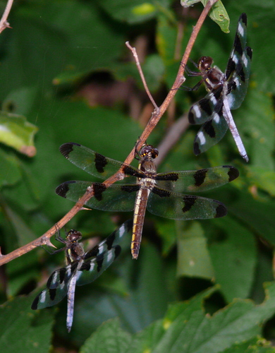 Twelve-spotted Skimmer photographed in Kansas