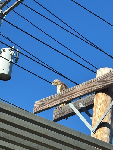 Red-tailed Hawk