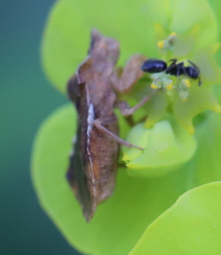 Phymata crassipes